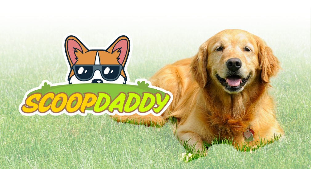 Scoop Daddy website design case study mockup