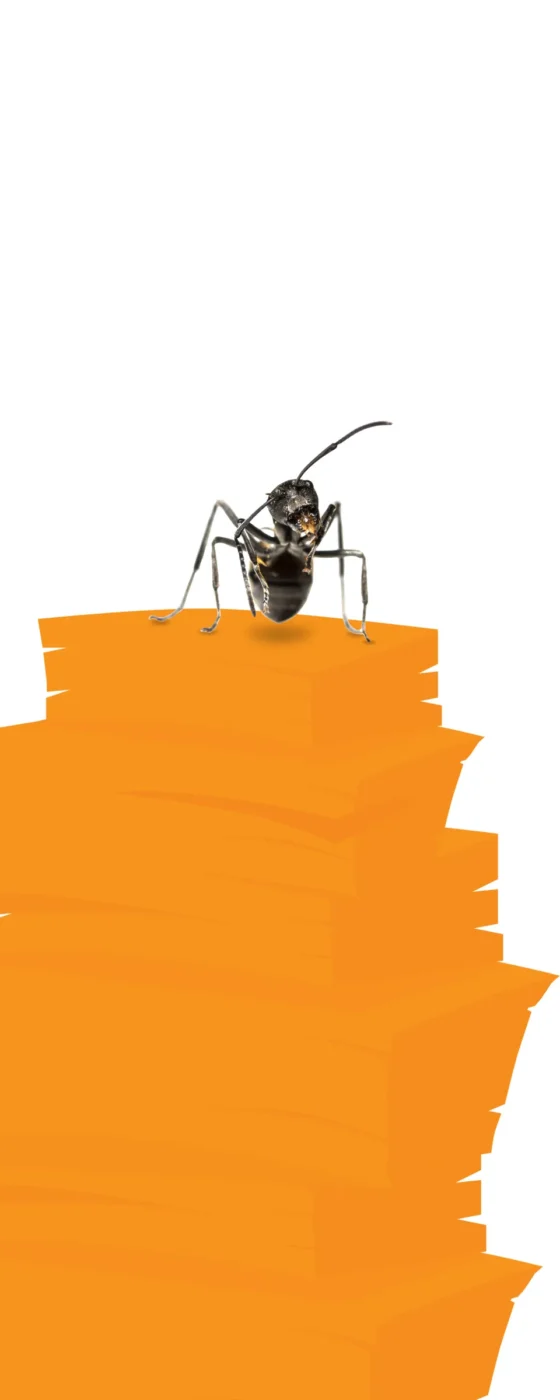 Close-up of ant highlighting pest exclusion and prevention services